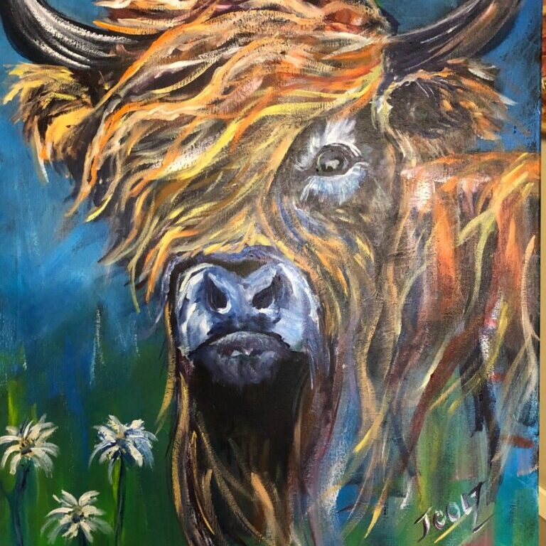 Highland cow